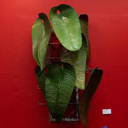 Anthurium Veitchii