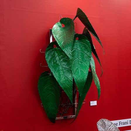 Anthurium Warocqueanum